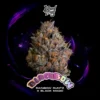 Wizard Trees , tree wizard , wizard trees jars , wizard trees jar , wizzard trees , wizardtrees , wizard trees jars , jg trees , wizard tree seeds , rs11 wizard trees , rs11 wizard trees , wizard trees samen , wizard trees black magic , wizard trees deutschland