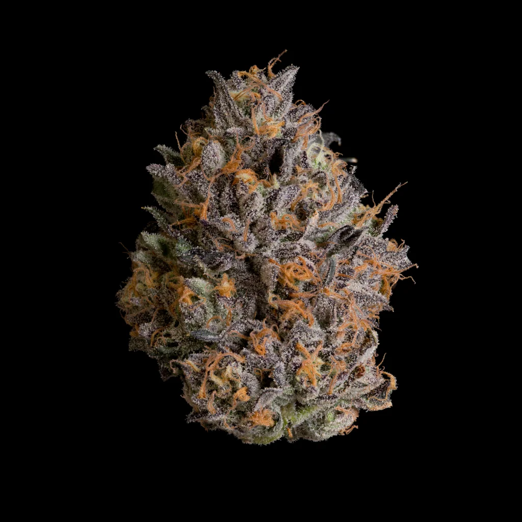 Wizard Trees , tree wizard , wizard trees jars , wizard trees jar , wizzard trees , wizardtrees , wizard trees jars , jg trees , wizard tree seeds , rs11 wizard trees , rs11 wizard trees , wizard trees samen , wizard trees black magic , wizard trees deutschland