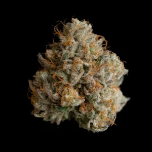 Wizard Trees , tree wizard , wizard trees jars , wizard trees jar , wizzard trees , wizardtrees , wizard trees jars , jg trees , wizard tree seeds , rs11 wizard trees , rs11 wizard trees , wizard trees samen , wizard trees black magic , wizard trees deutschland