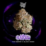 Wizard Trees , tree wizard , wizard trees jars , wizard trees jar , wizzard trees , wizardtrees , wizard trees jars , jg trees , wizard tree seeds , rs11 wizard trees , rs11 wizard trees , wizard trees samen , wizard trees black magic , wizard trees deutschland