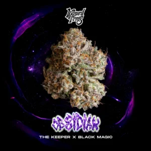 Wizard Trees , tree wizard , wizard trees jars , wizard trees jar , wizzard trees , wizardtrees , wizard trees jars , jg trees , wizard tree seeds , rs11 wizard trees , rs11 wizard trees , wizard trees samen , wizard trees black magic , wizard trees deutschland