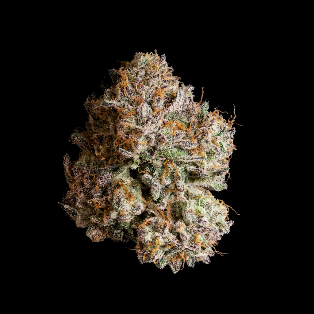 Wizard Trees , tree wizard , wizard trees jars , wizard trees jar , wizzard trees , wizardtrees , wizard trees jars , jg trees , wizard tree seeds , rs11 wizard trees , rs11 wizard trees , wizard trees samen , wizard trees black magic , wizard trees deutschland