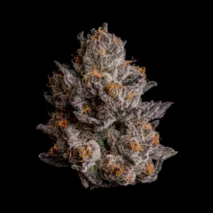 Wizard Trees , tree wizard , wizard trees jars , wizard trees jar , wizzard trees , wizardtrees , wizard trees jars , jg trees , wizard tree seeds , rs11 wizard trees , rs11 wizard trees , wizard trees samen , wizard trees black magic , wizard trees deutschland