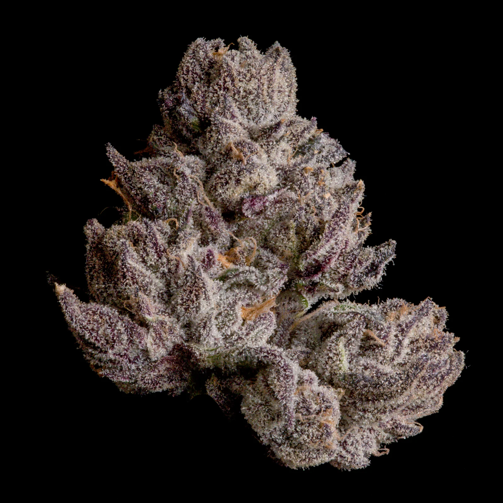 Wizard Trees , tree wizard , wizard trees jars , wizard trees jar , wizzard trees , wizardtrees , wizard trees jars , jg trees , wizard tree seeds , rs11 wizard trees , rs11 wizard trees , wizard trees samen , wizard trees black magic , wizard trees deutschland